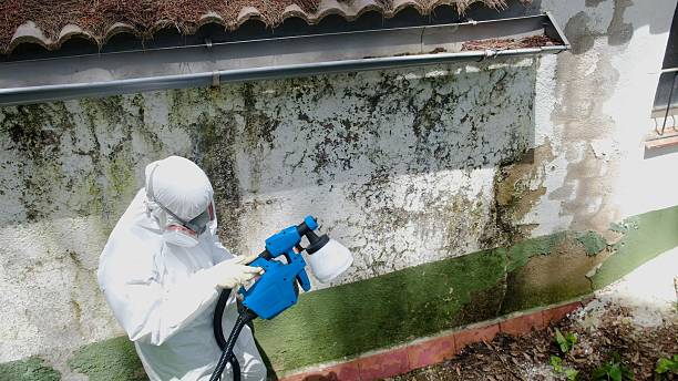 Trusted Black Mold Removal service in Forest Lake, MN - Cheap Mold Removal